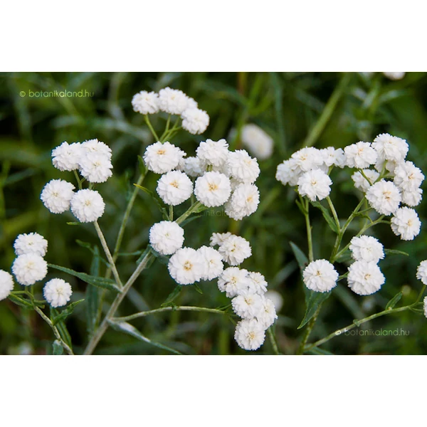 Achillea ptarmica 'Peter Cottontail' – Kenyérbél cickafark Cs14