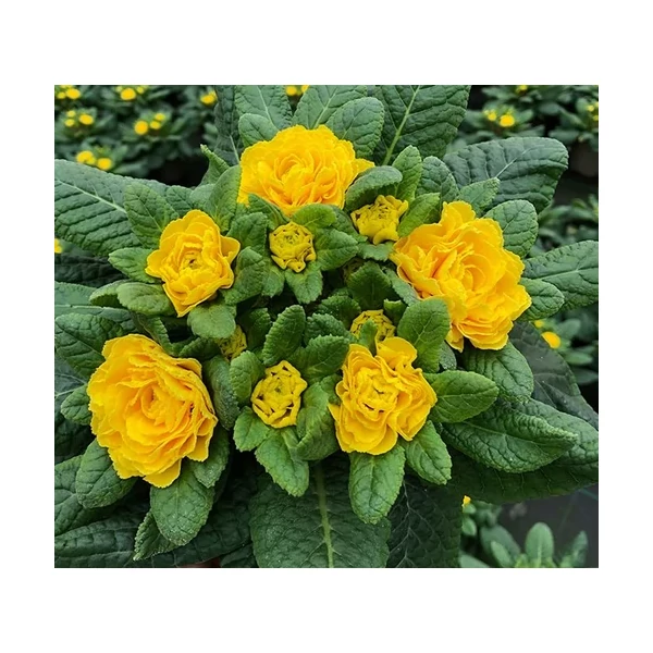 Primula teltvirágú extra kankalin