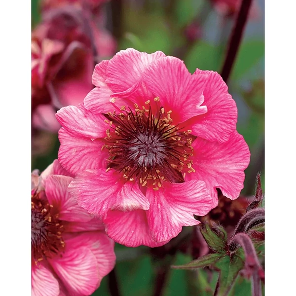 Geum Tempo Rose- Gyömbérgyökér CS14