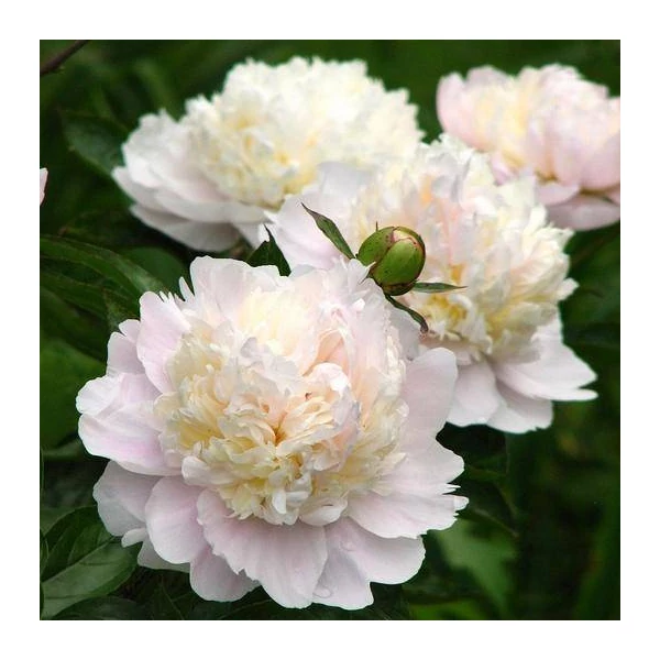 Paeonia lactifora Shirley Temple- Bazsarózsa 3L