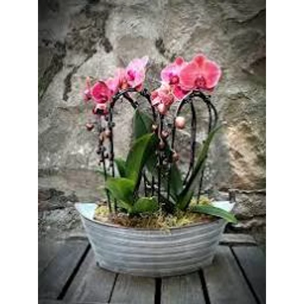 Orchidea beültetés ovális kaspóban 20cm