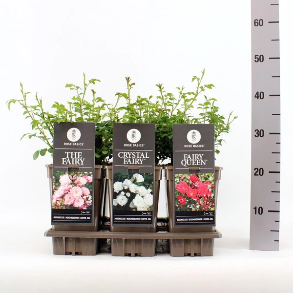 Rosa Basics The Fairy  in varieties Terülőrózsa P17 K3L