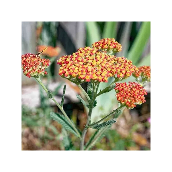 Achillea Terracotta - Cickafark CS9
