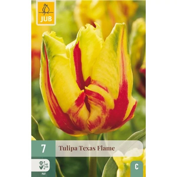 Jub Texas Flame tulipán virághagyma 7 db/cs Jub Texas Flame tulipán virághagyma 7 db/cs