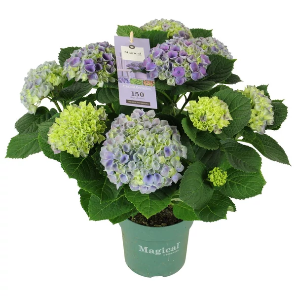 Hydrangea macrophylla  Magical Evolution  blue - Kerti hortenzia K14/40cm