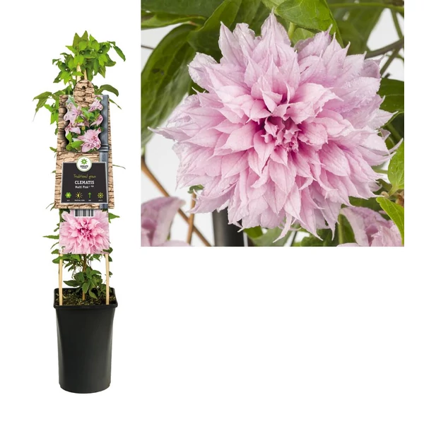 Clematis Multi Pink P17/2L