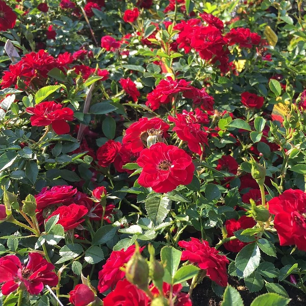 Rosa 'Red Fairy' -  Törpe ágyásrózsa CS14