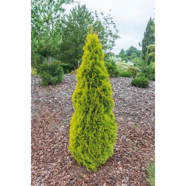 Thuja occidentalis ‘Janed Gold’ – Arany oszlopos tuja K2 30/40
