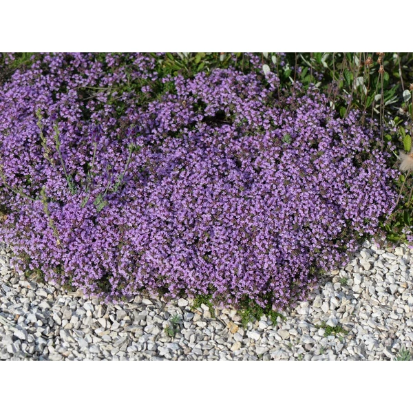 Thymus Elfin - Díszes kakukkfű