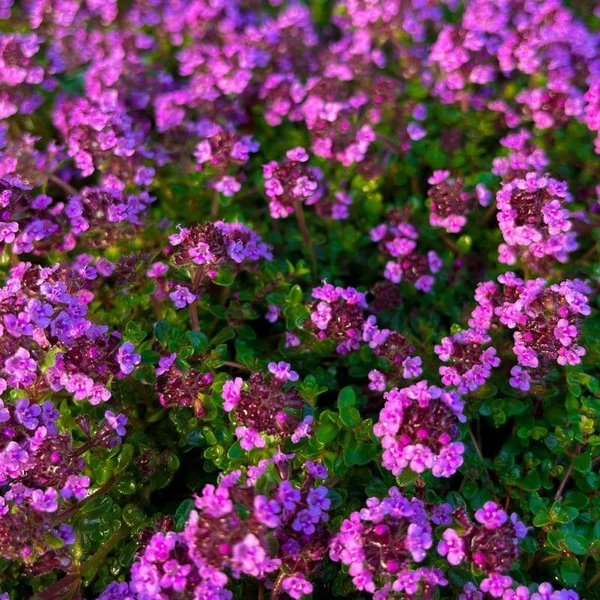 Thymus 'Caborn Wine & Roses'  Kakukkfű CS9 	