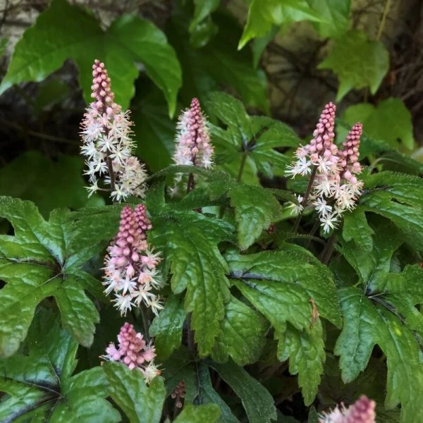 Tiarella Spring Skyrocket- Turbántok CS15