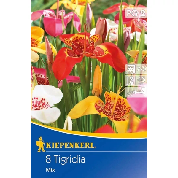 Kiepenkerl Pávaszeme Tigrida színkeverék 8db/cs