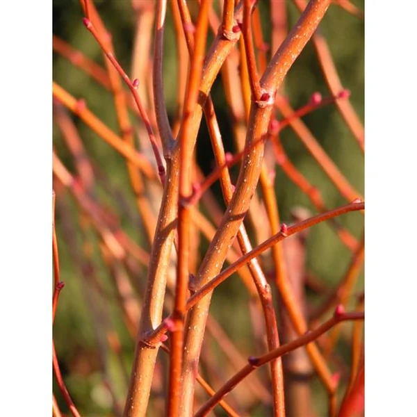 Tilia cordata Winter Orange - Kislevelű hárs 200-300 K15