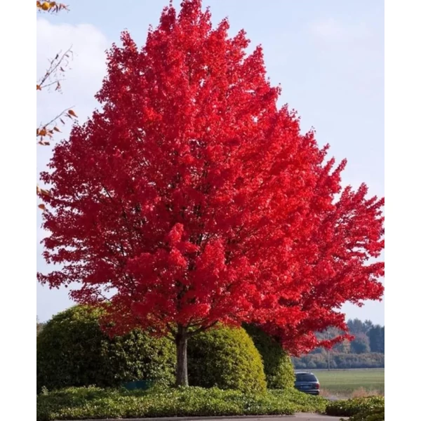 Acer tataricum subsp. ginnala – Tűzvörös juhar K20 175/200