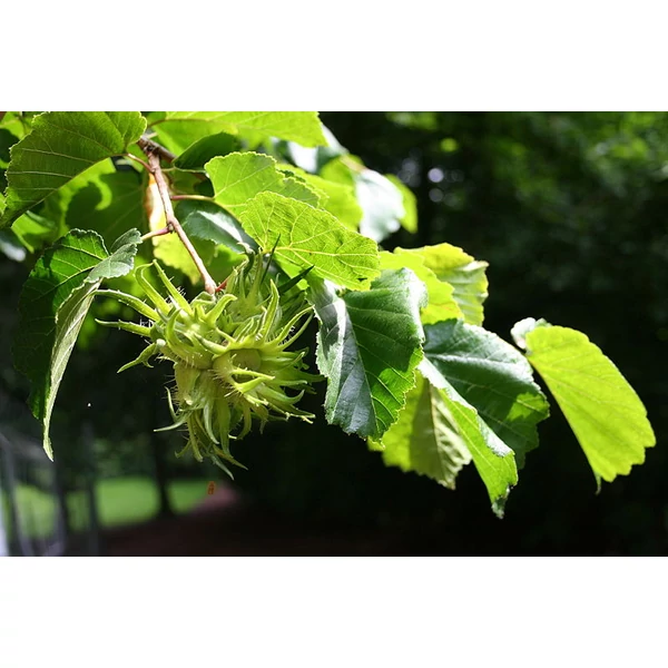Corylus colurna -Törökmogyoró K2 40/80