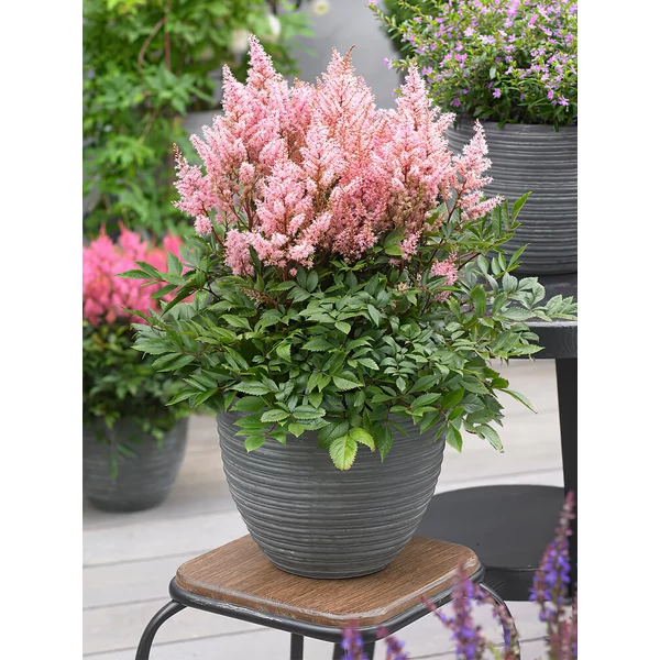 Astilbe - Tollbuga Look At Me