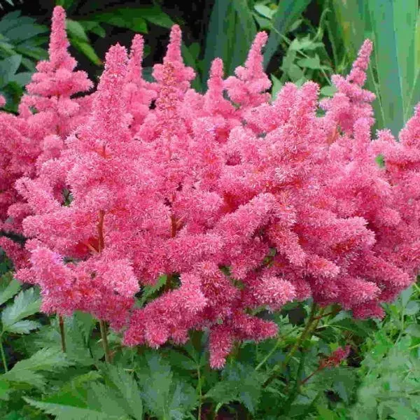 Astilbe x arendsii Gloria Purpurea-Tollbuga Cs19