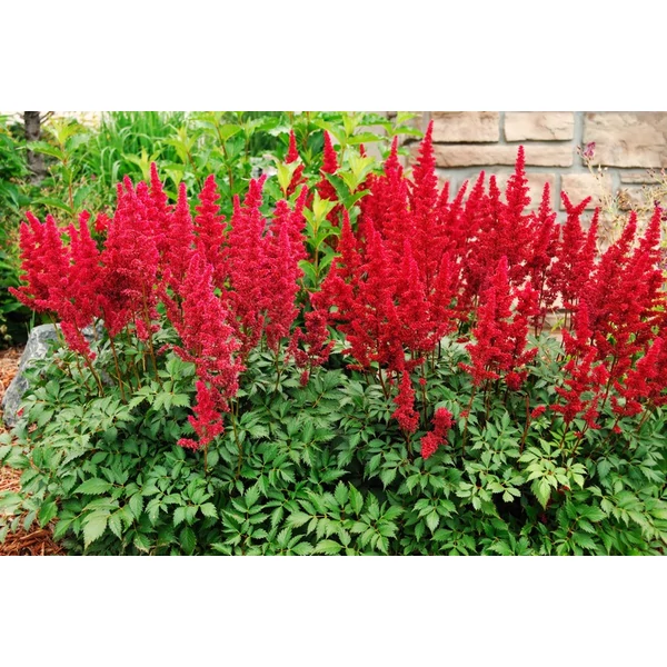 Astilbe - Tollbuga Hot Pearls Cs2l