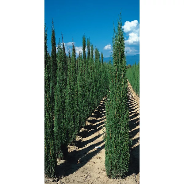 Cupressus sempervirens Pyramidalis– Európai ciprus CLT 9 100/120