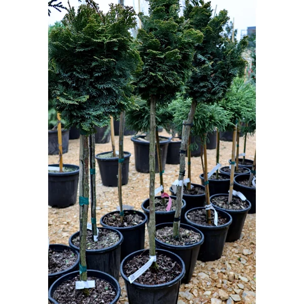 Chamaecyparis obtusa 'Nana Gracilis' - Hinoki álciprus  törzses K5 T100
