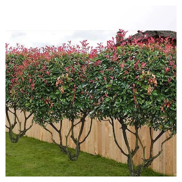 Photinia x fraeseri 'Red Robin' TT– Korallberkenye Multi több törzses 180/200 C100L
