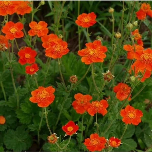 Geum coccineun Tosai - Gyömbérgyökér CS9
