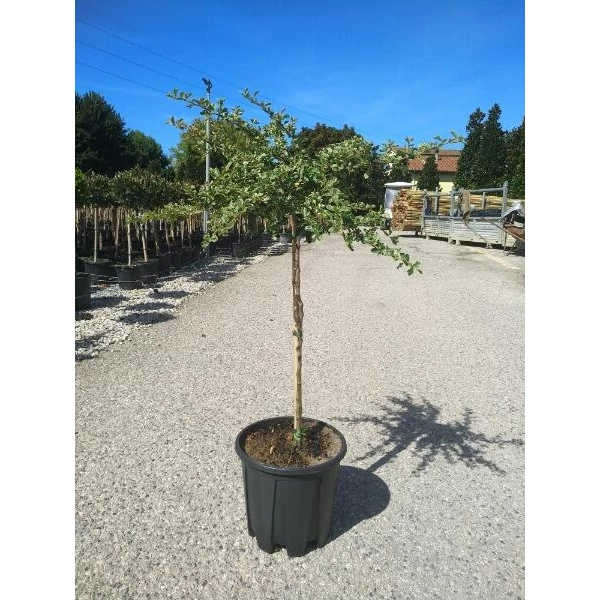 Pyracantha coccinea 'Variegata' - Tűztövis 1/4 törzses CLT7-10