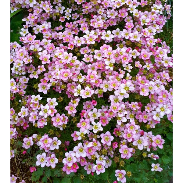 Saxifraga 'Touran Pink' – Kőtörőfű CS17