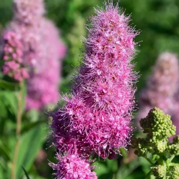 Spiraea x billardii – Piros virágú gyöngyvessző K3L 60/80