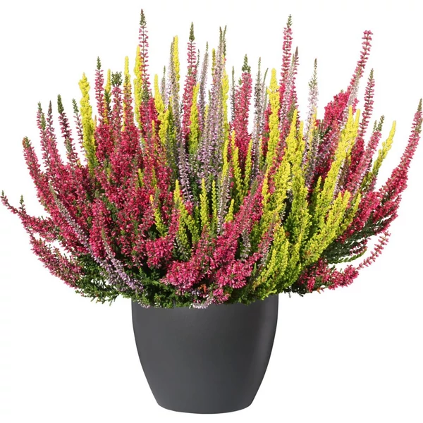 Calluna - Csarab kicsi trio