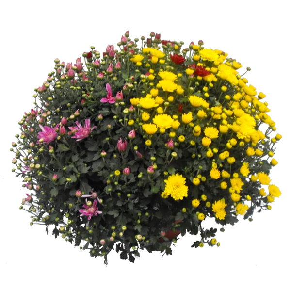 Krizantém Tricolor Cs23