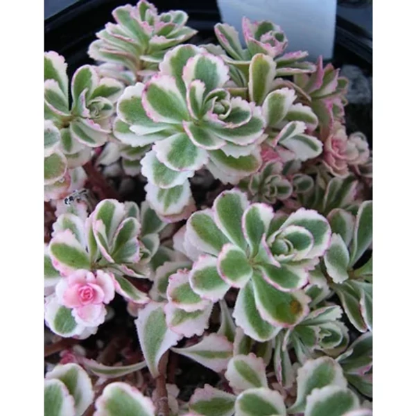 Sedum spurium Tricolor- Varjúháj CS9
