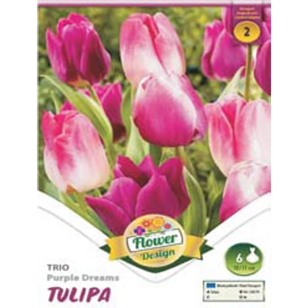 Tulipán virághagyma 6-db-os Trio Purple Dreams Tulipán virághagyma 6-db-os Trio Purple Dreams