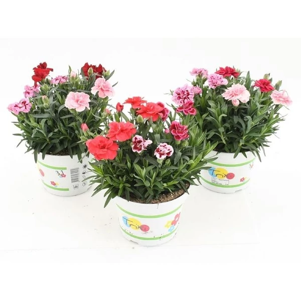 Dianthus Oscar Trixi - Évelő szegfű Trixi Extra CS15