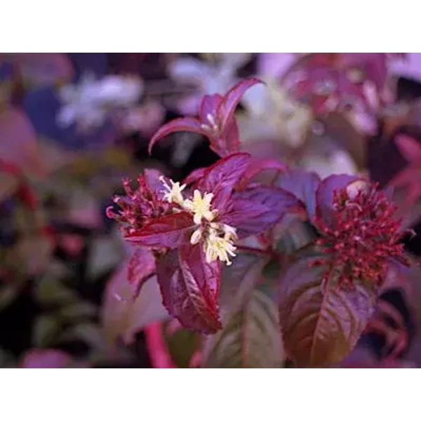 Diervilla rivularis 'Troja Black' - Sárgalonc K2 20-40