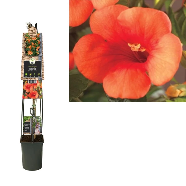 Campsis × tagliabuana ‘Madame Galen’ - Trombitafolyondár P23 115 cm