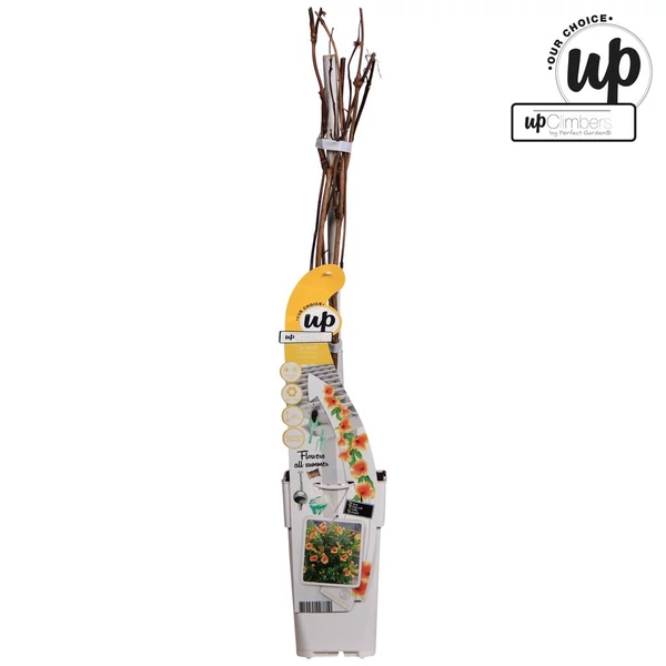 Campsis × tagliabuana ‘Summer Jazz Gold Trumpet’ – Trombitafolyondár P15