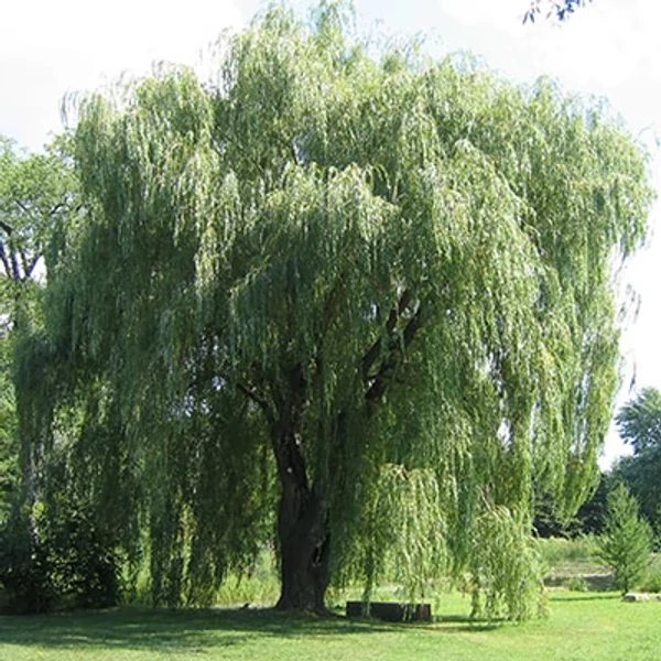 Salix alba 'Tristis' - Szomorúfűz K50/70 3xi 10/14