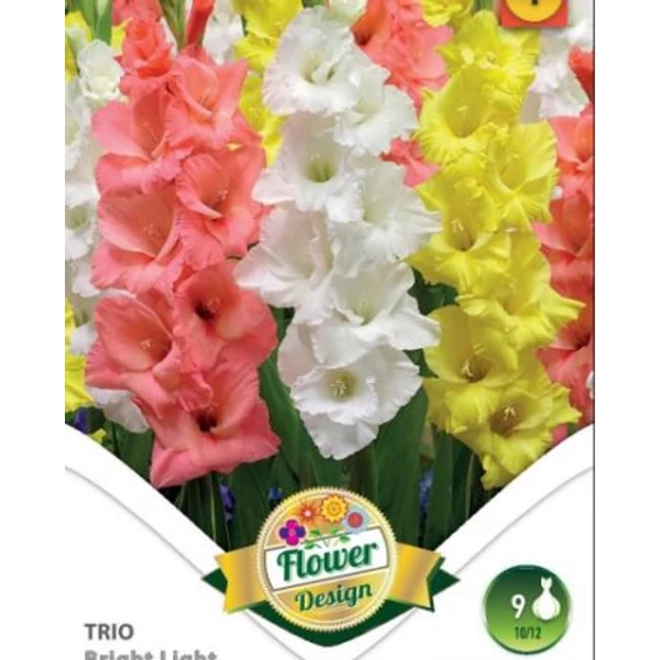 Kardvirág Gladiolus  Bright Light Trio 9db/cs