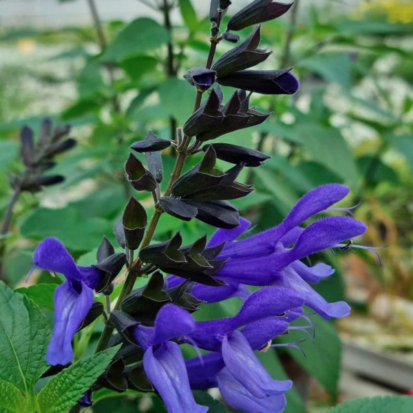 Salvia Rockin True Blue zsálya Cs14