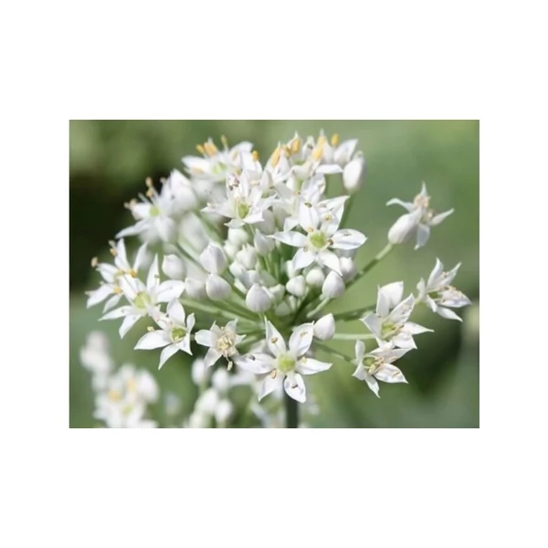 Allium tuberosum -  Kínai metélőhagyma Cs9