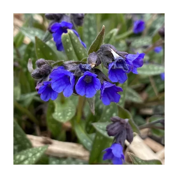 Pulmonaria Miss Elly - Tüdőfű CS14