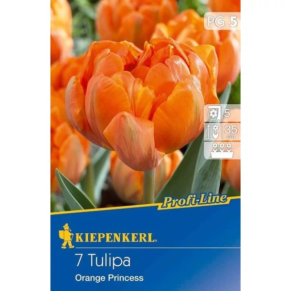 Kiepenkerl Orange Princess kései teltvirágú tulipánhagymák 7db