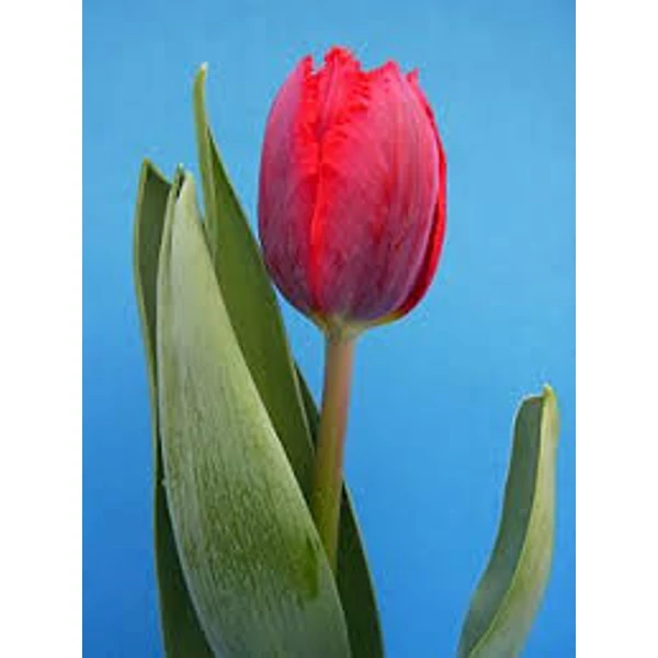 Tulipán Hajtatott CS8