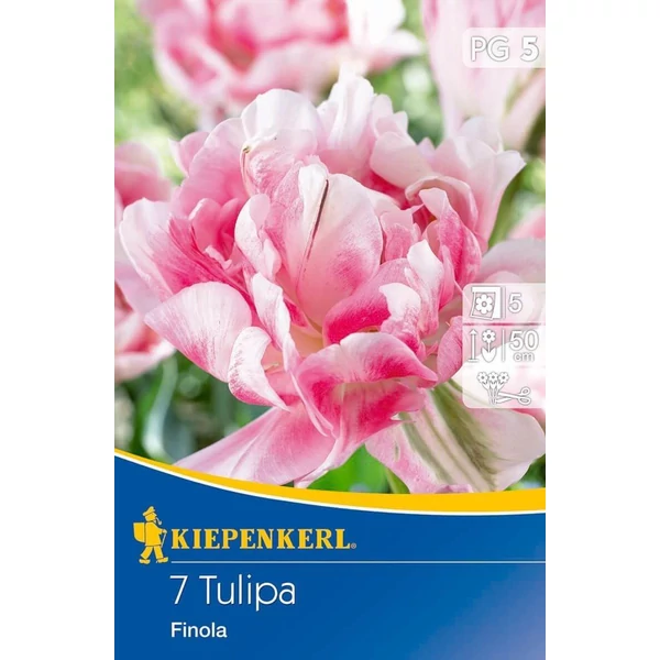 Kiepenkerl Finola kései teltvirágú tulipánhagymák 7db