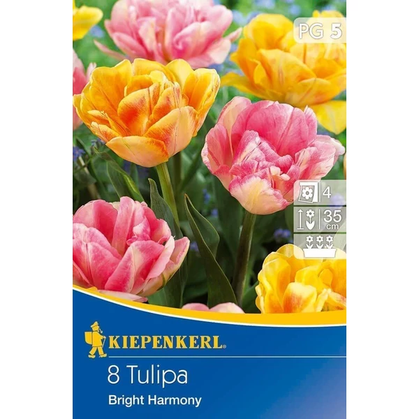 Kiepenkerl Tulipán Bright Harmony korai teltvirágú 8db