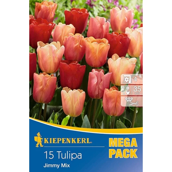 Kiepenkerl Tulipa Jimmy Mix Triumph tulipánhagymák MEGA PACK 15db