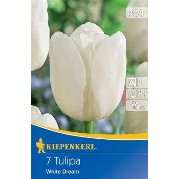 Kiepenkerl White Dream Triumph tulipánhagymák 7db