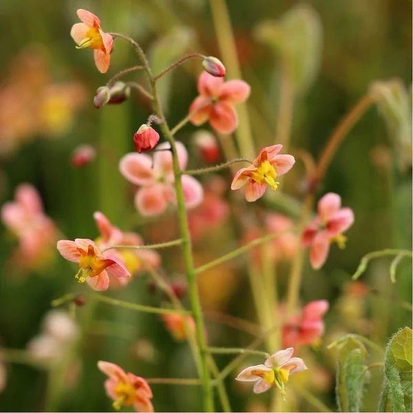 Epimedium x rubrum - Tündérvirág Cs13