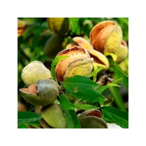 Prunus dulcis Tuono 1/2 törzses K10- Öntermékeny mandula